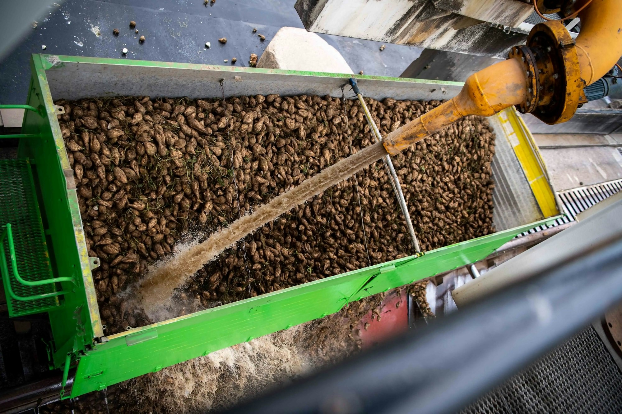 Das Bild zeigt einen Lkw, der gerade seine Ladung Rüben abkippt.
