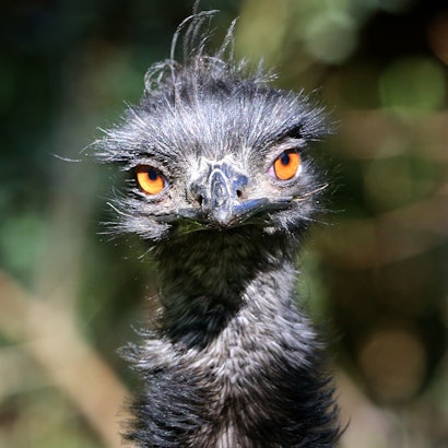 Das Symbolbild zeigt ein Emu in einem Außengehege des Zoos in Duisburg.