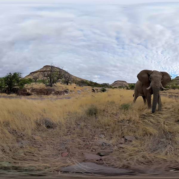 Screenshot aus dem Film, ein Elefant steht in der Savanne.