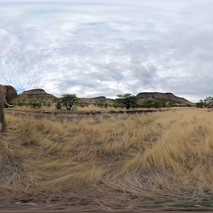 Screenshot aus dem Film, ein Elefant steht in der Savanne.