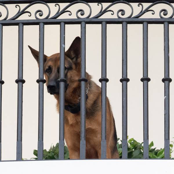 Commander, der Hund von US-Präsident Joe Biden, sitzt auf dem Truman-Balkon im Weißen Haus