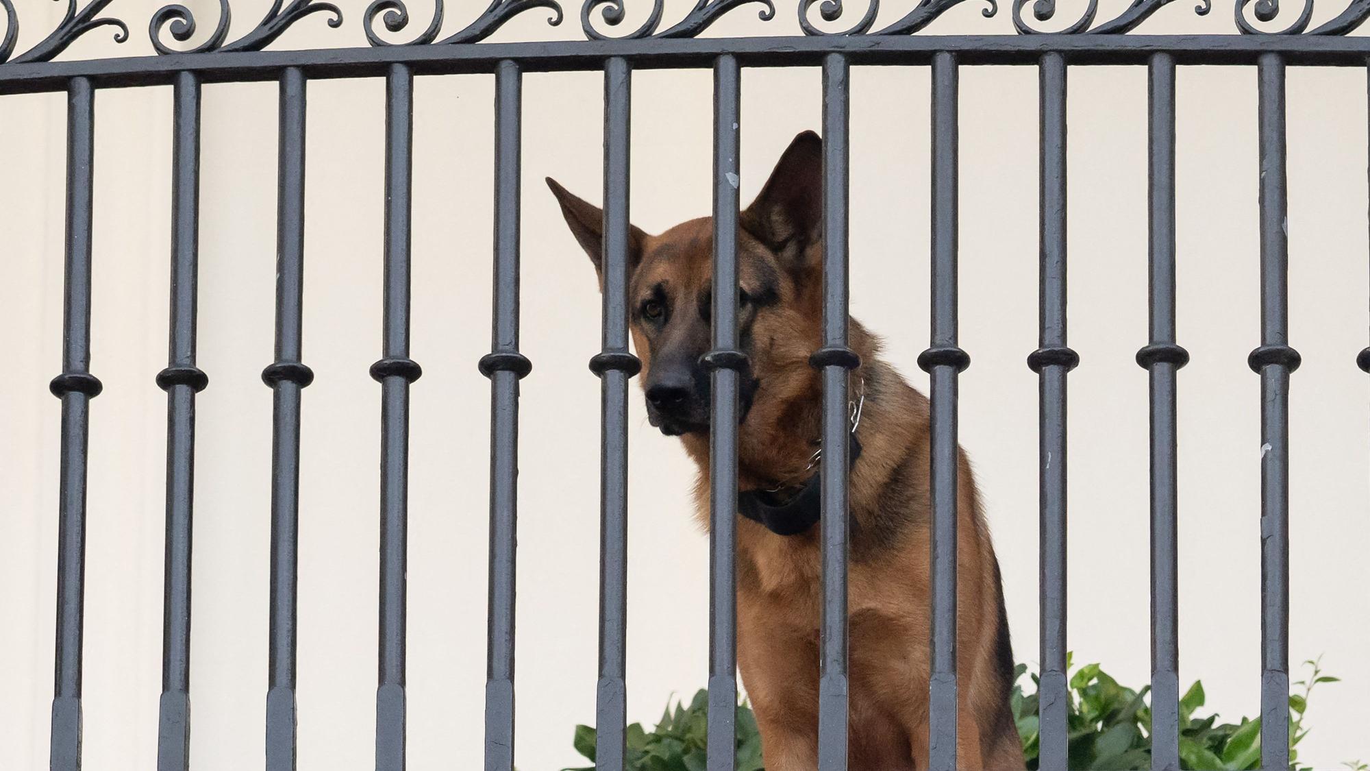 Commander, der Hund von US-Präsident Joe Biden, sitzt auf dem Truman-Balkon im Weißen Haus