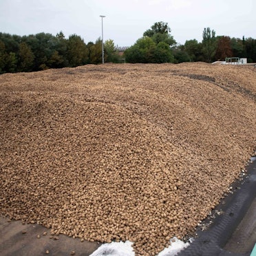 Das Bild zeigt einen riesigen Berg von Zuckerrüben.