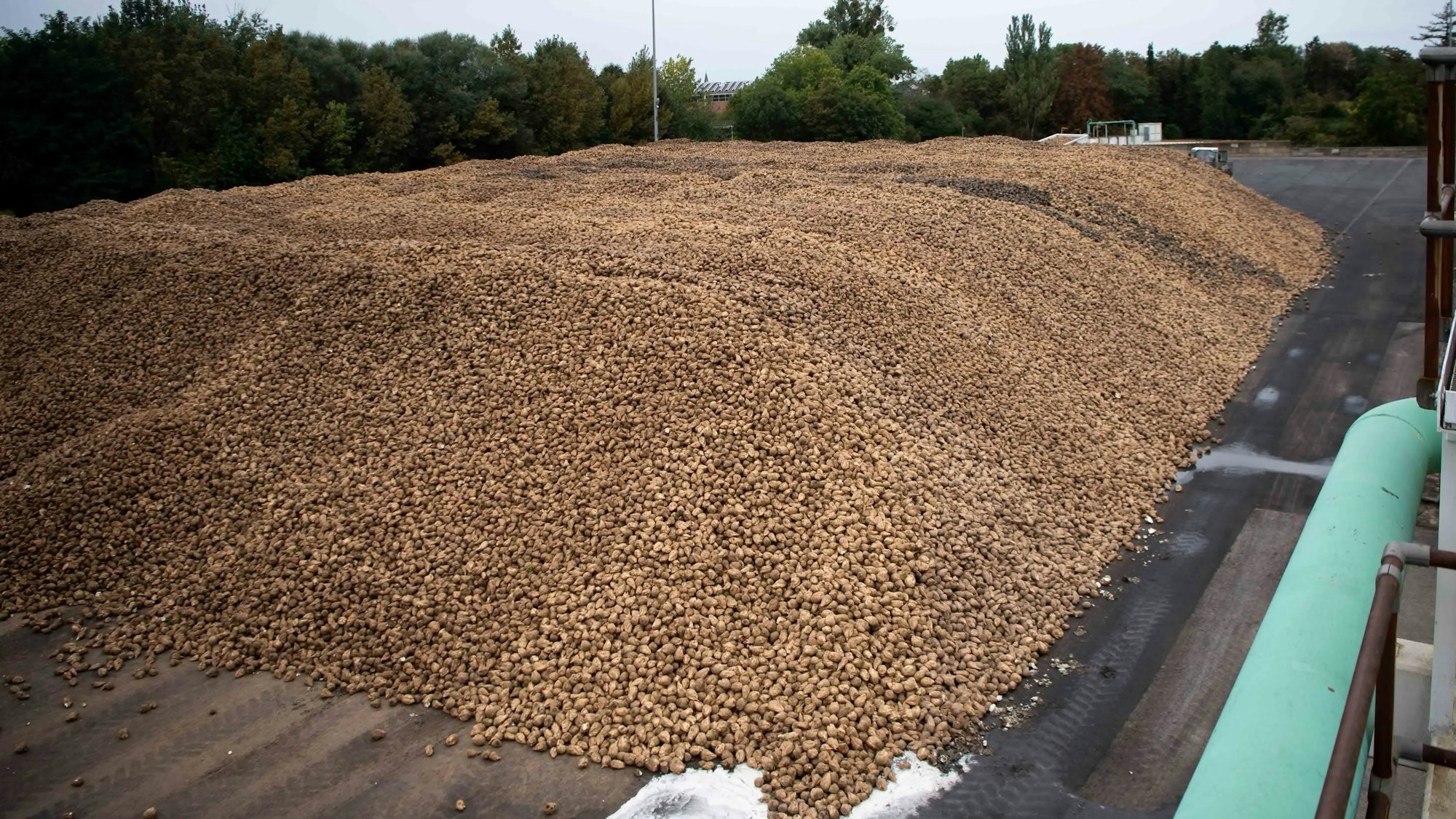Das Bild zeigt einen großen Berg Zuckerrüben.
