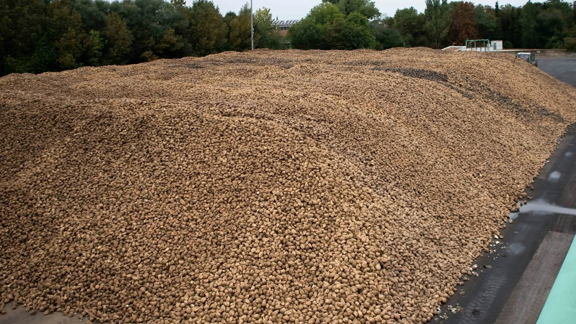 Das Bild zeigt einen riesigen Berg von Zuckerrüben.