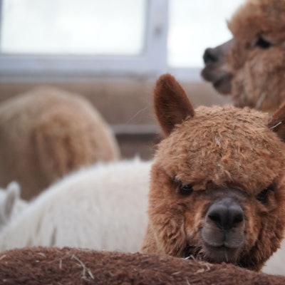 Alpakas auf der Farm von Familie Borrmann