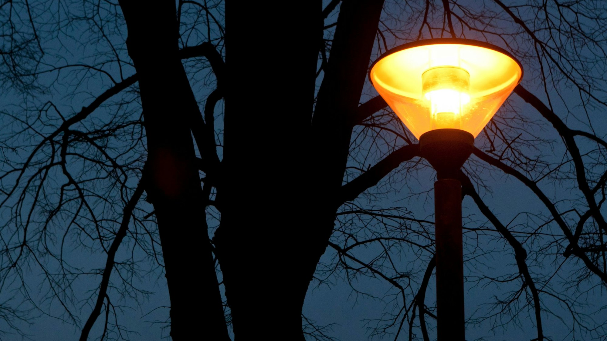 Eine Straßenlaterne erleuchtet einen kahlen Baum