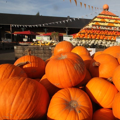 Kürbise stehen im Sülztal vor dem Krewelshof.