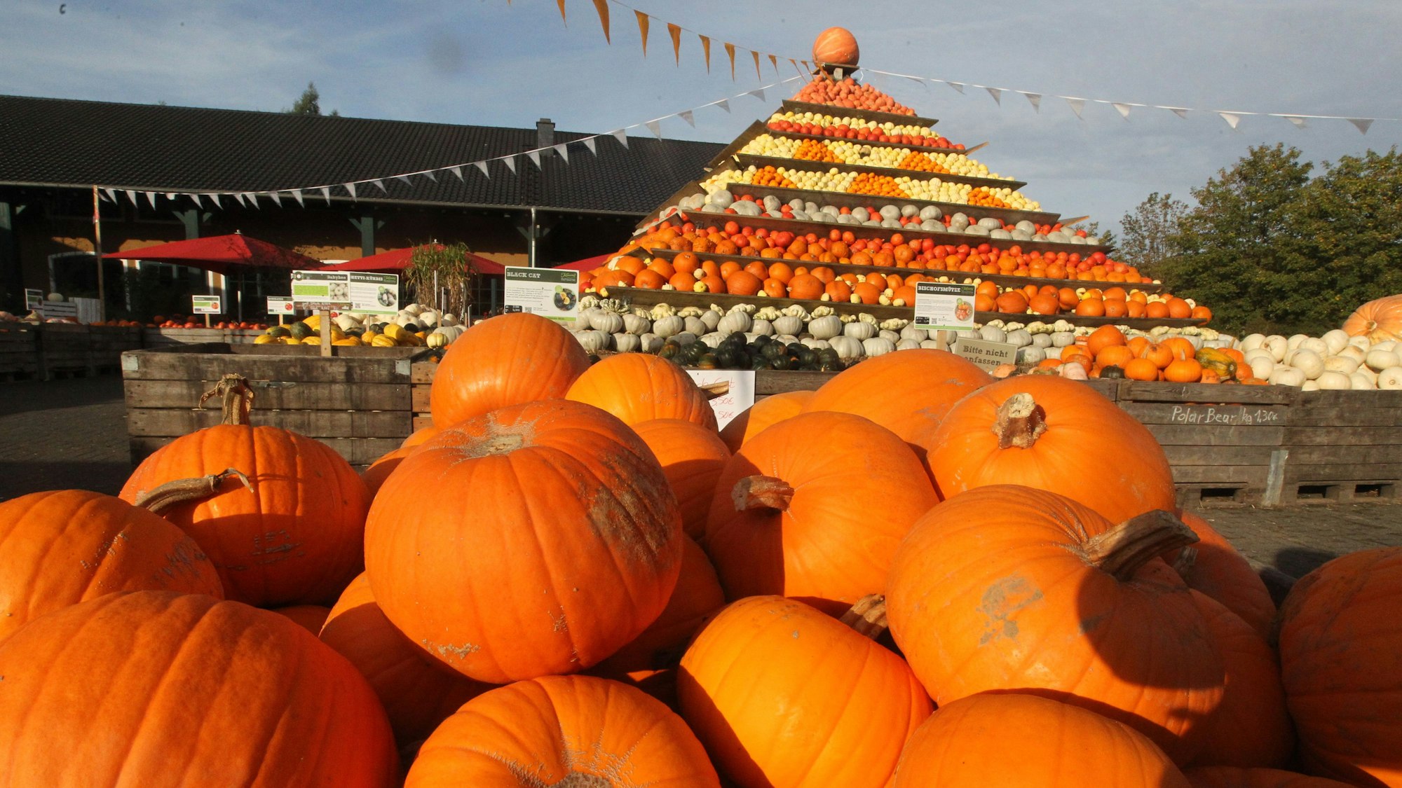 Kürbise stehen im Sülztal vor dem Krewelshof.