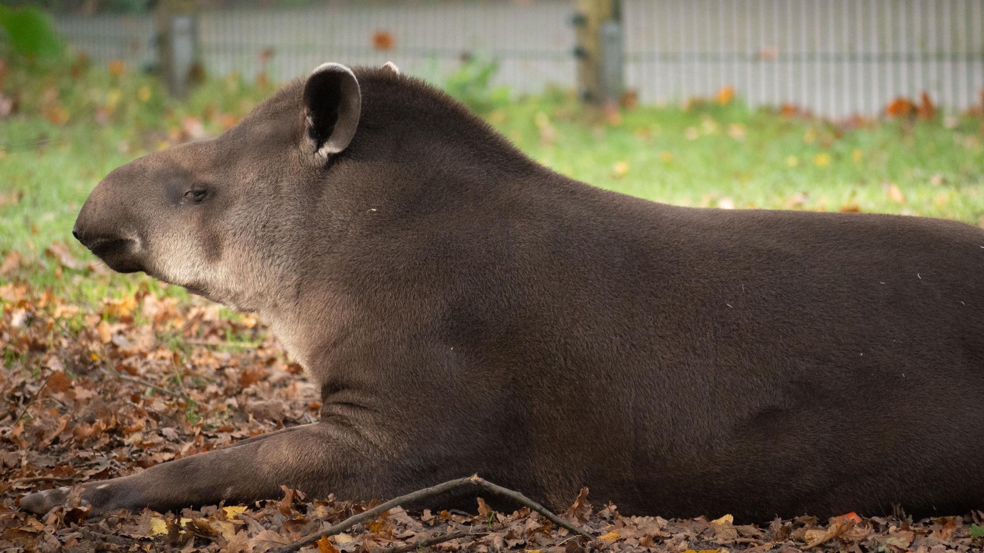 Ein Tapir sitzt auf dem Boden