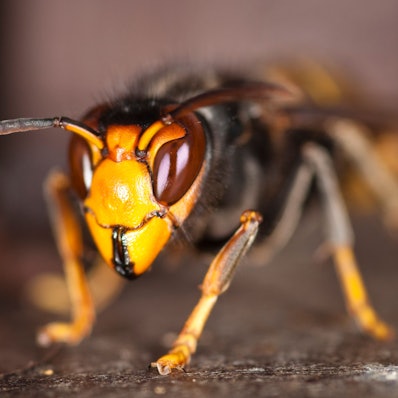 Die Asiatische Hornisse ist in Oberberg angekommen. Das Umweltamt des Kreises möchte nun lehren, wie mit dieser invasiven Art umzugehen ist.