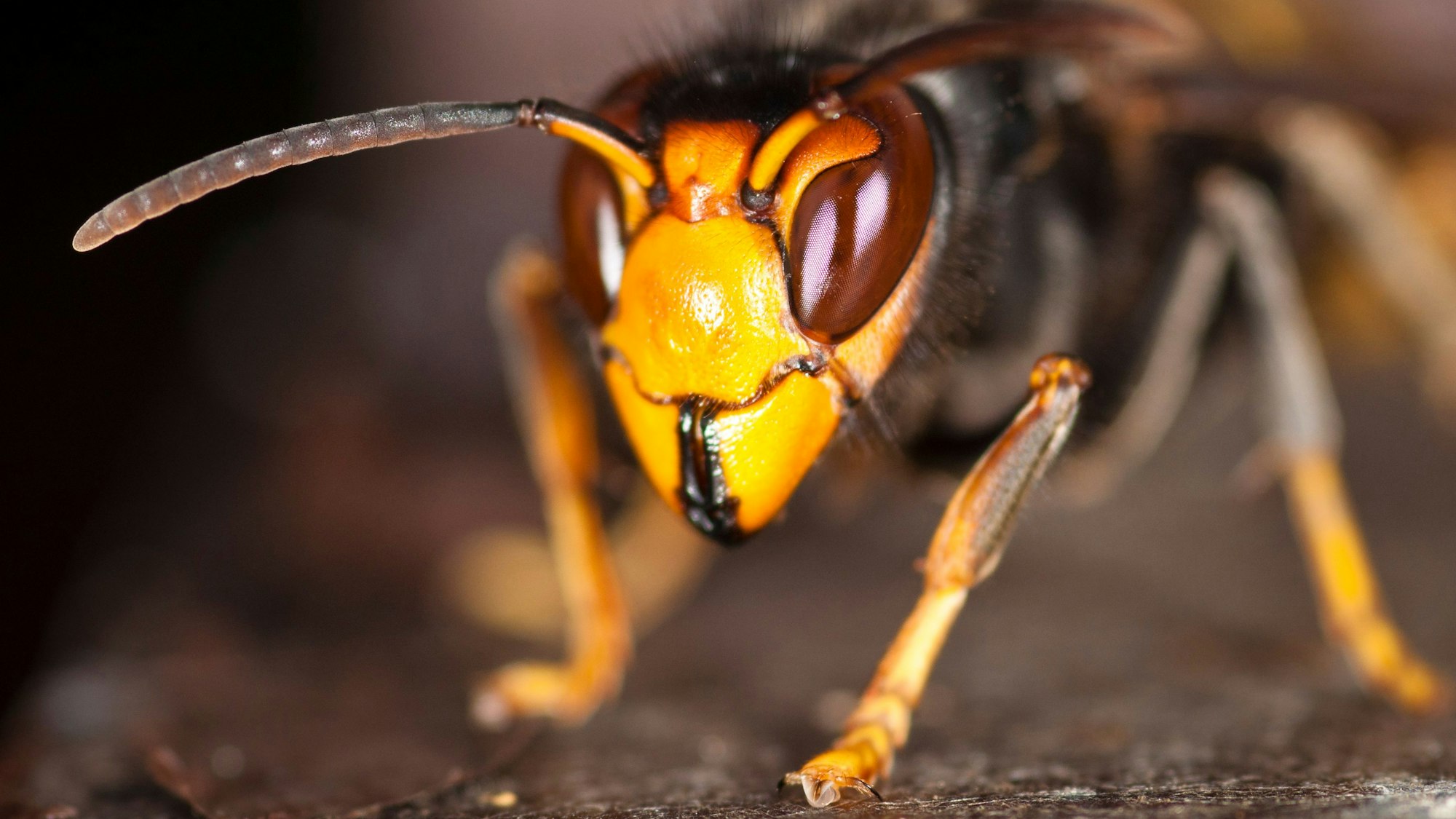 Die Asiatische Hornisse ist in Oberberg angekommen. Das Umweltamt des Kreises möchte nun lehren, wie mit dieser invasiven Art umzugehen ist.