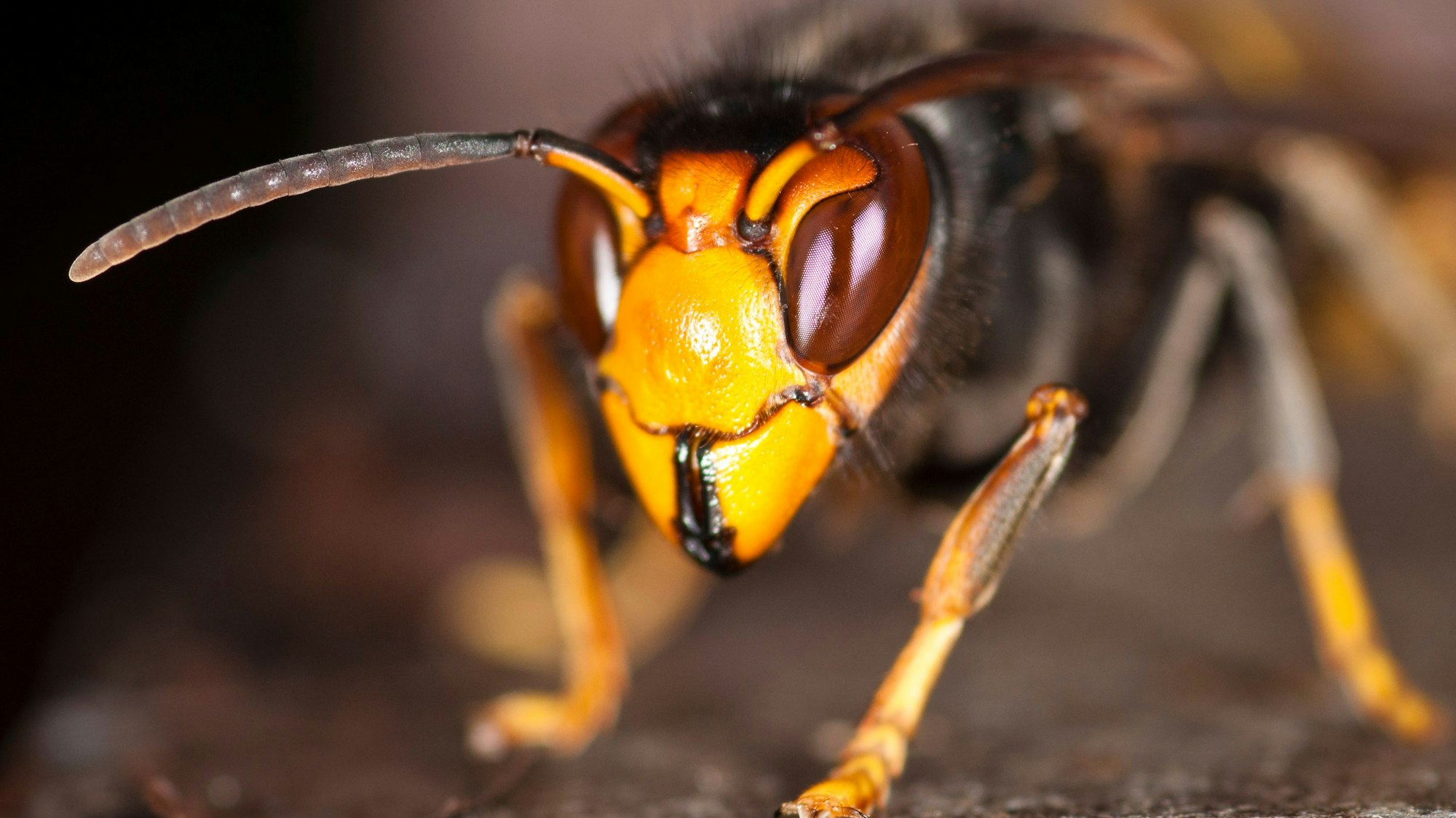Bild einer Hornisse.