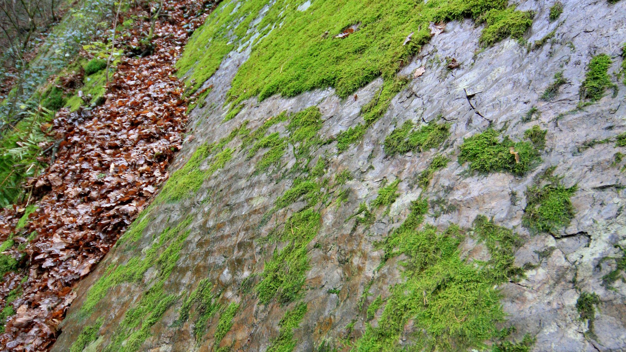 Geriffelte Felswand, die aussieht wie ein Sandboden in seichtem Meerwasser