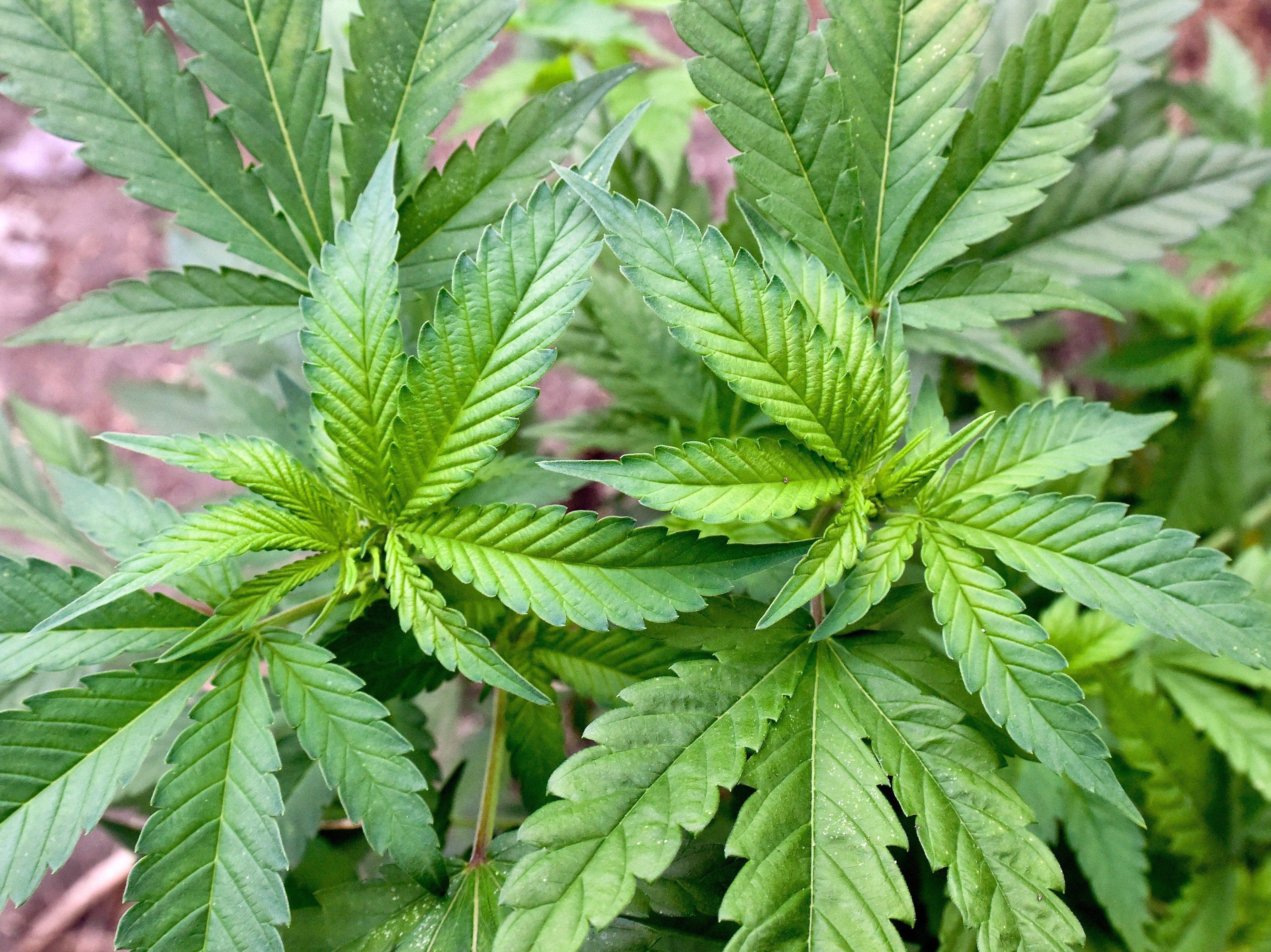 Eine illegale Hanf-Plantage, entdeckt bei einer Drogenrazzia auf einem privaten Gelände.