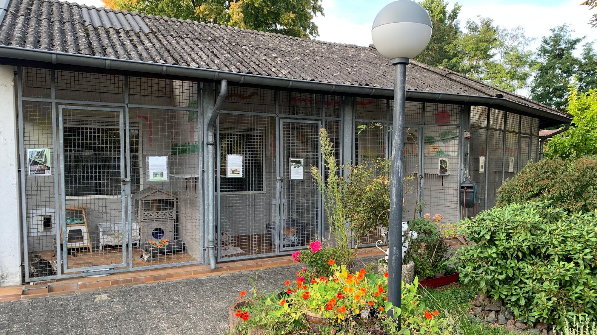 Nach der Quarantäne komme die Katzen in Boxen.