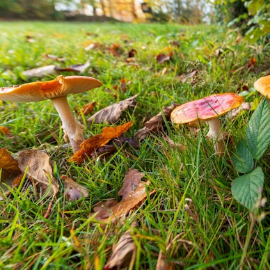 Pilze in einer Wiese.