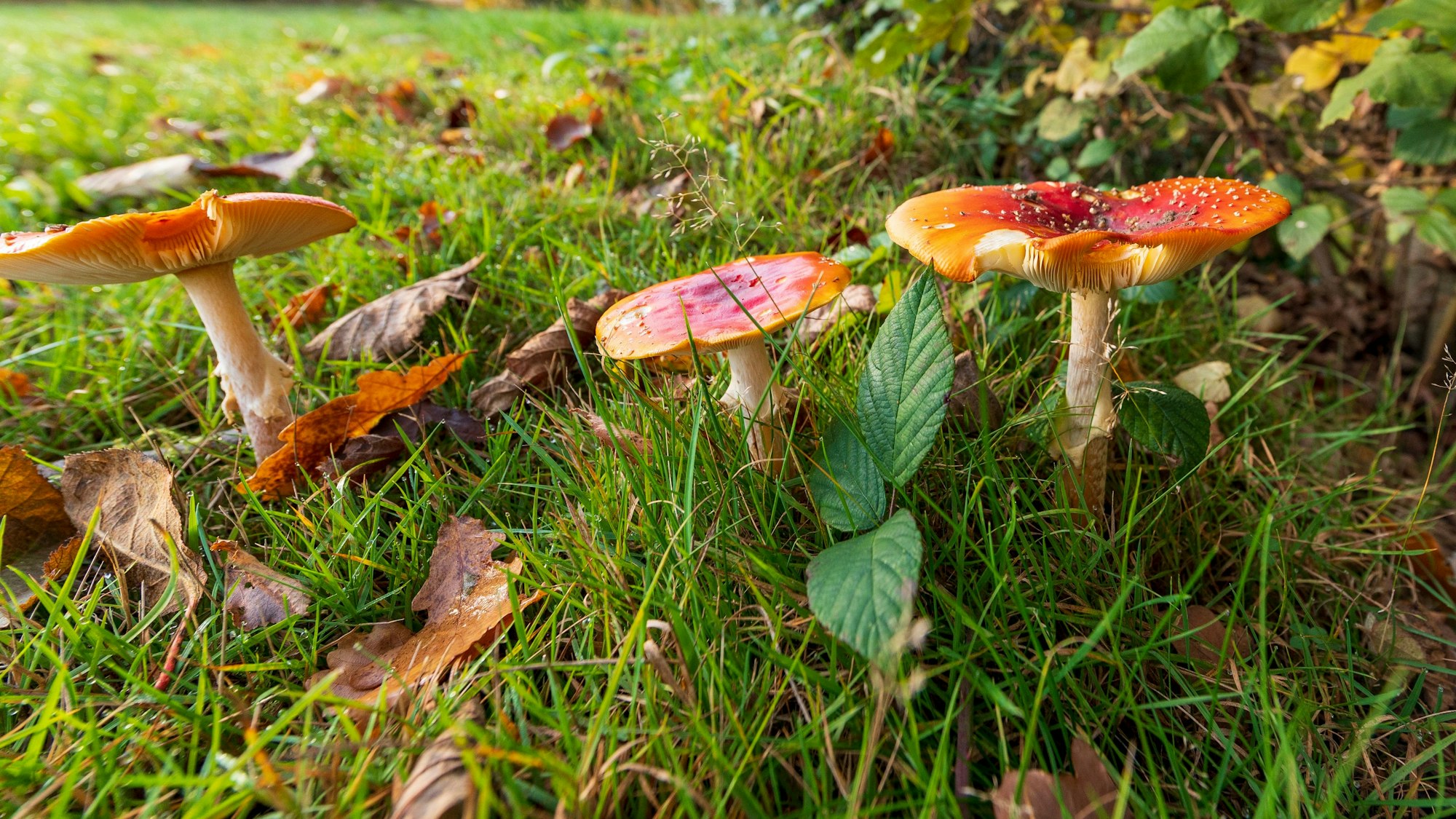 Pilze in einer Wiese.