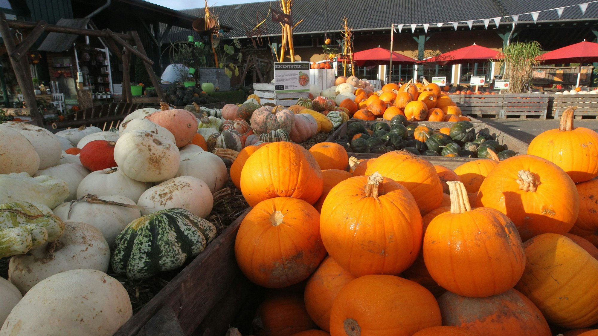 Kürbise stehen im Sülztal vor dem Krewelshof.