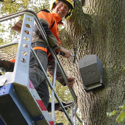 Martin Denecke freut dich über eine bewohnte „Wochenstube“.