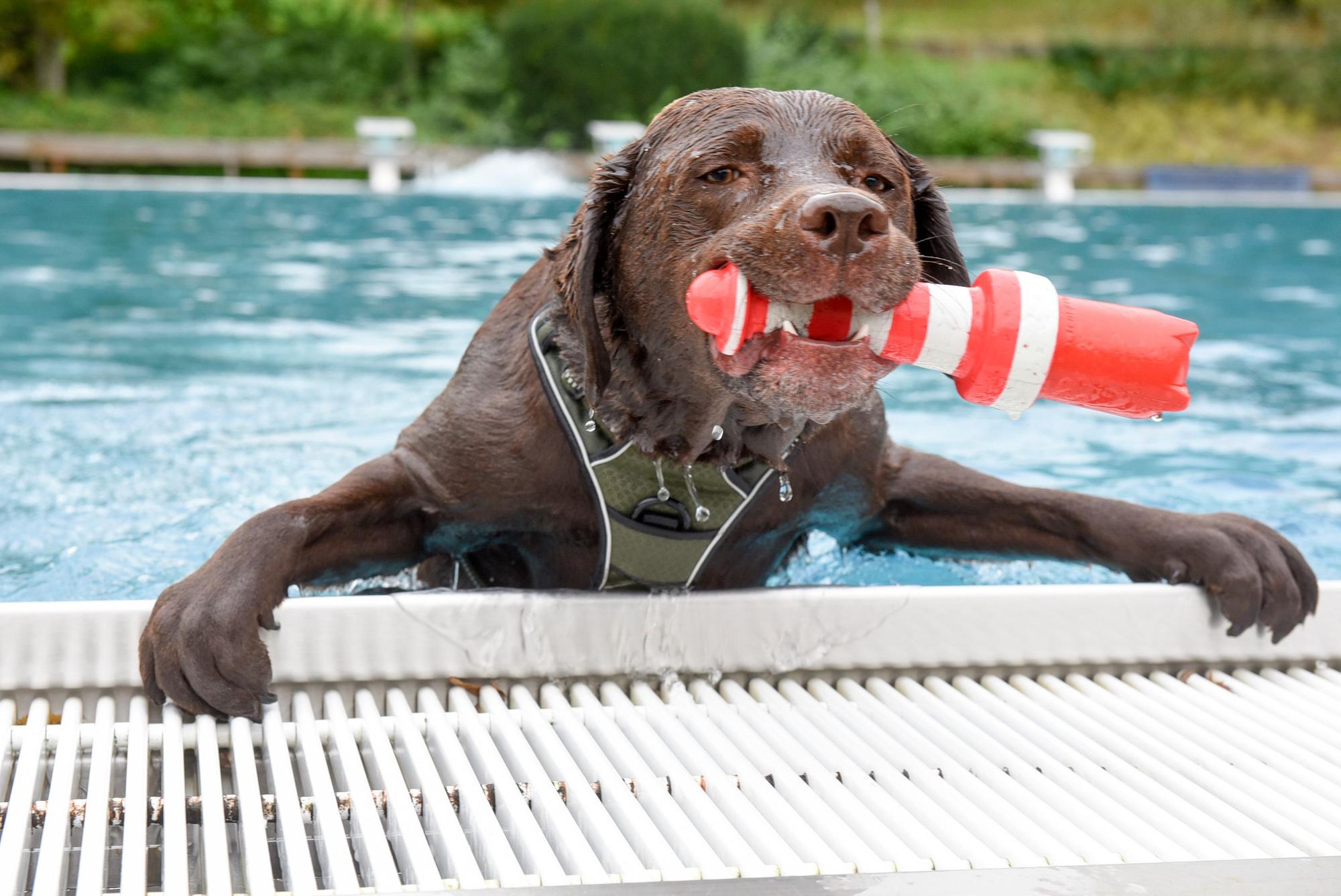 Ein Hund mit einem Spielzeug in der Schnauze, versucht sich am Beckenrand aus dem Wasser zu ziehen.