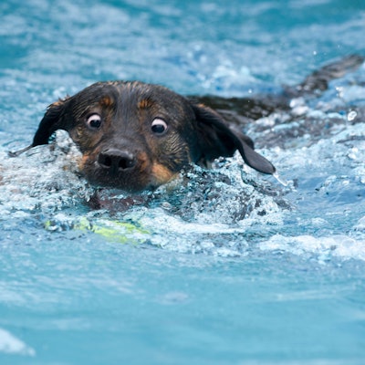 Ein Vierbeiner bahnt sich seinen Weg durchs Wasser und versucht.