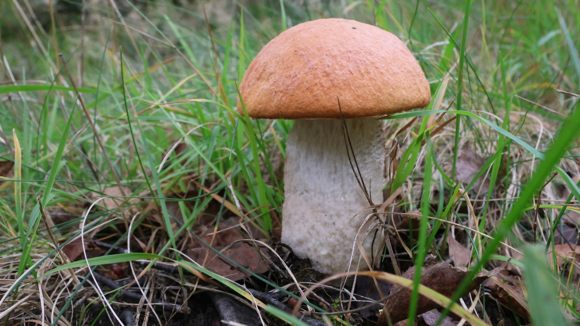 Ein Pilz der Sorte Espenrotkappe.