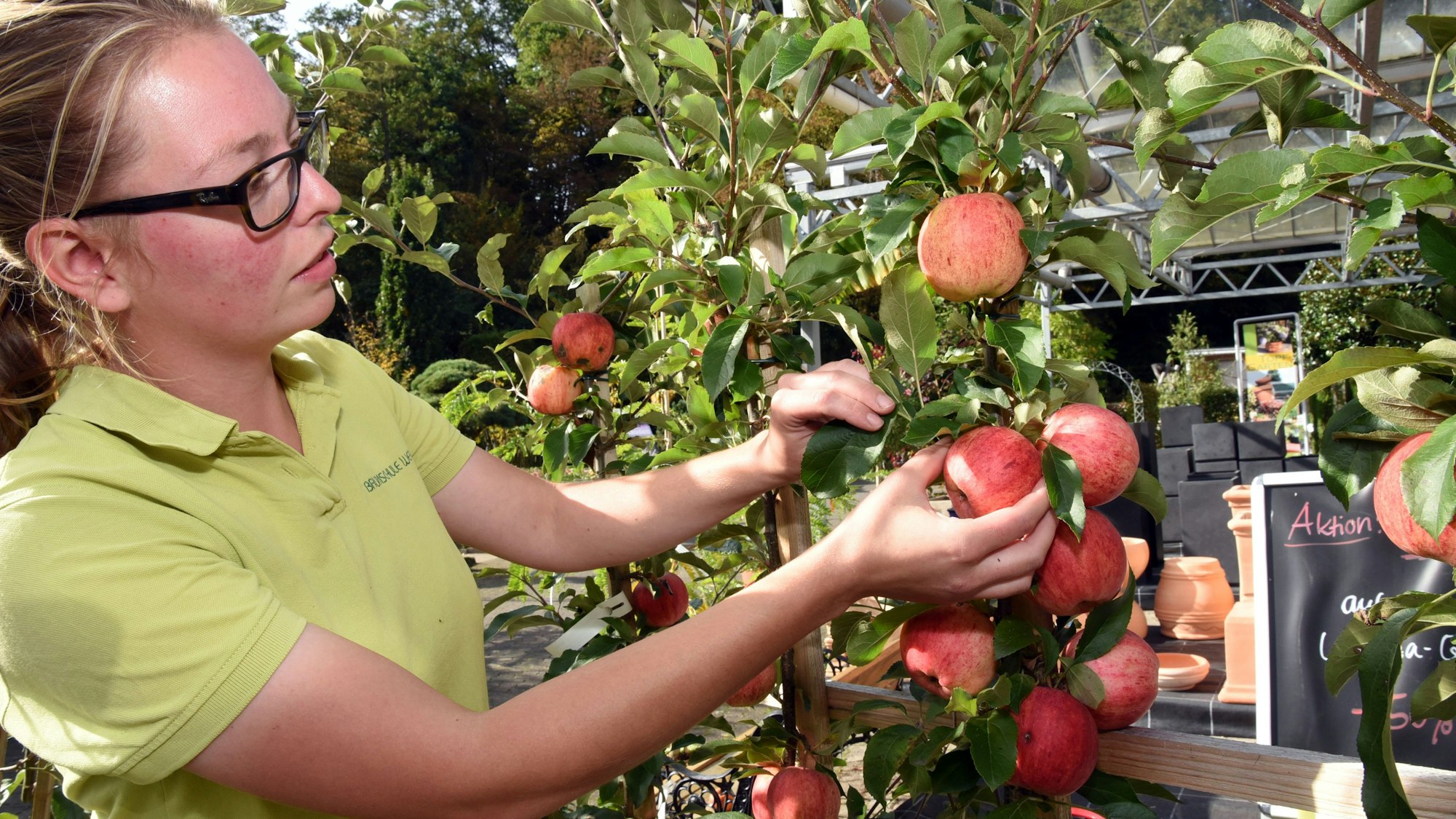 Eine junge Frau schaut sich an einem Apfelbaum die roten Äpfel an, die an diesem hängen.