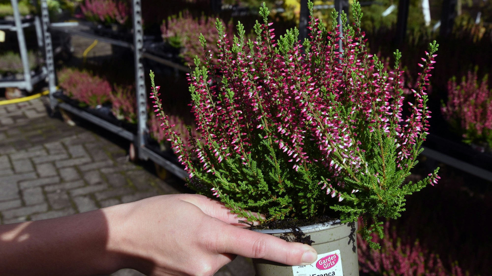 Detailaufnahme einer Heidepflanze.