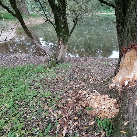 Frische Nagespuren eines Bibers an der Siegmündung bei Troisdorf.