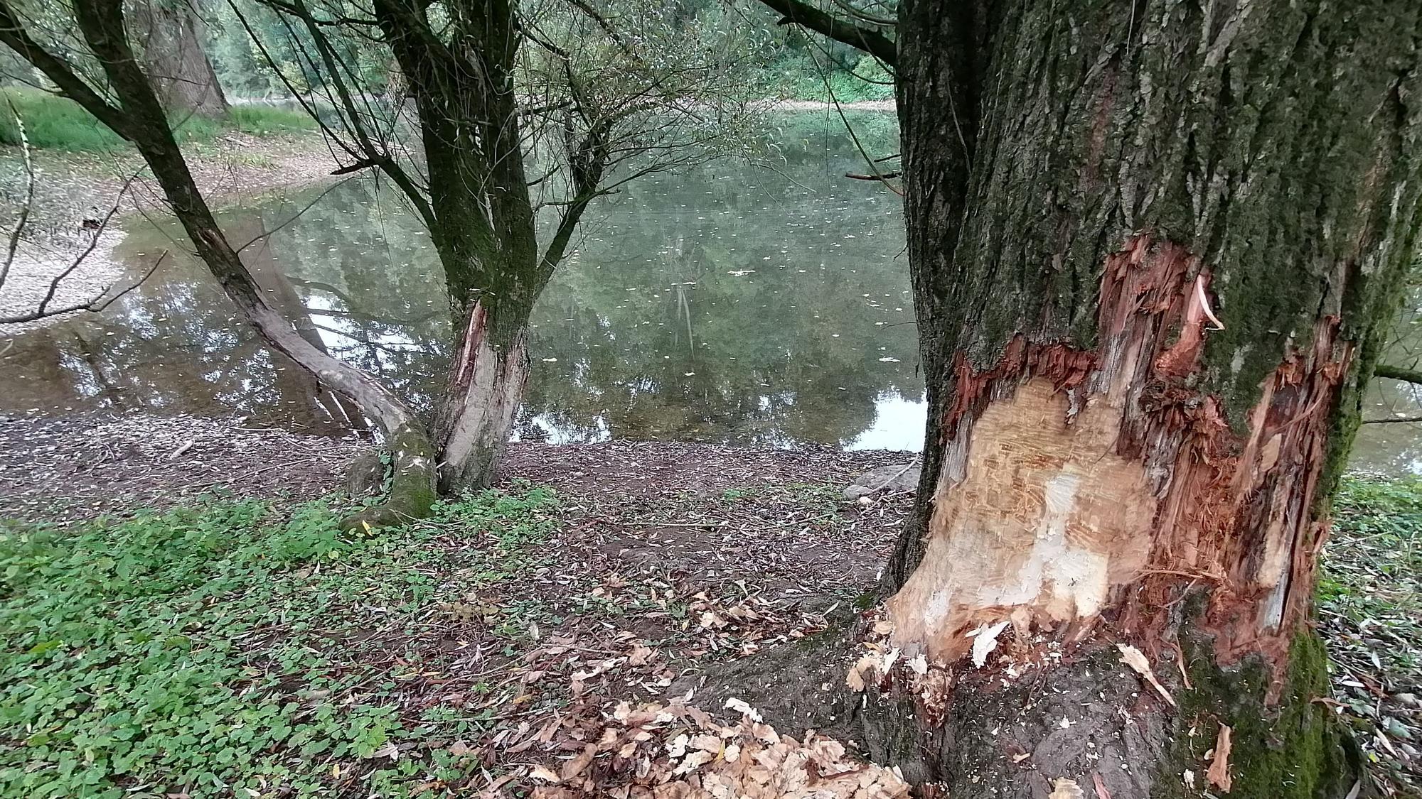 Frische Nagespuren eines Bibers an der Siegmündung bei Troisdorf.