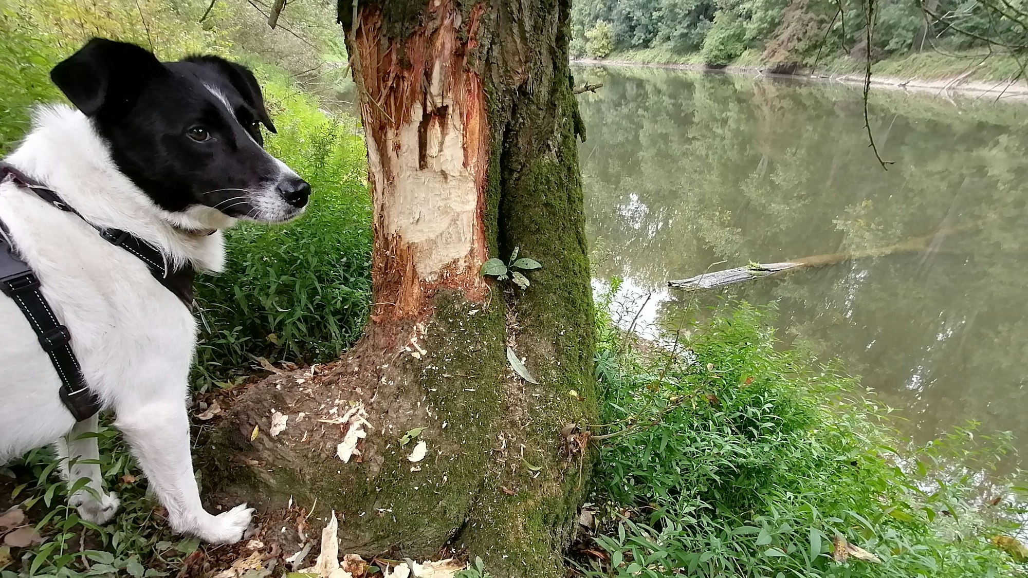 Immer angeleint in der freien Natur: Hund Linus inspiziert die frische Nagestelle des Bibers.