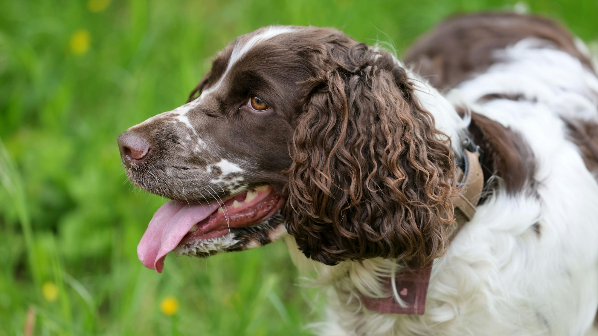 Hündin steht auf Rasen.