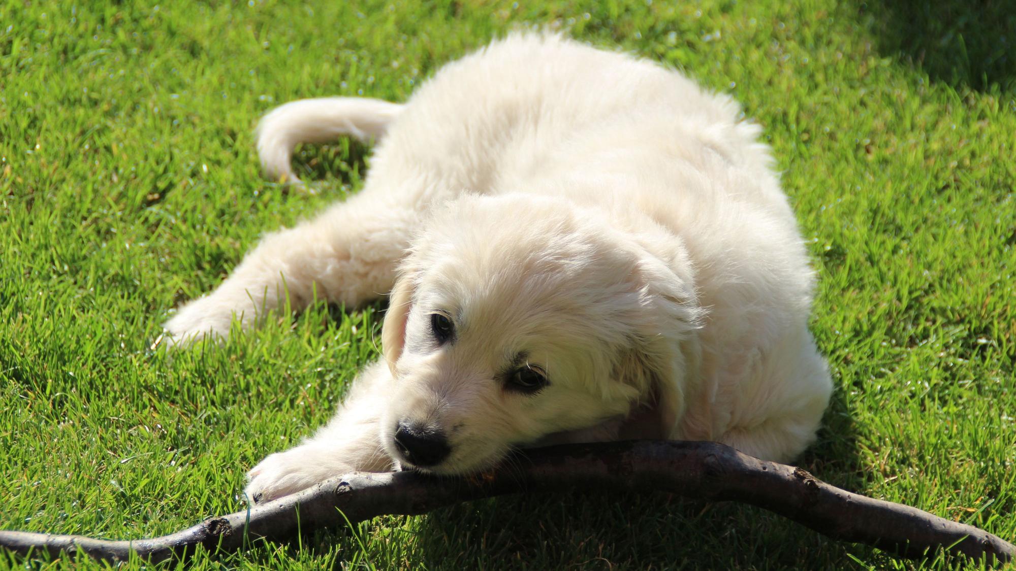 Hundewelpe knabbert an einem Stock.