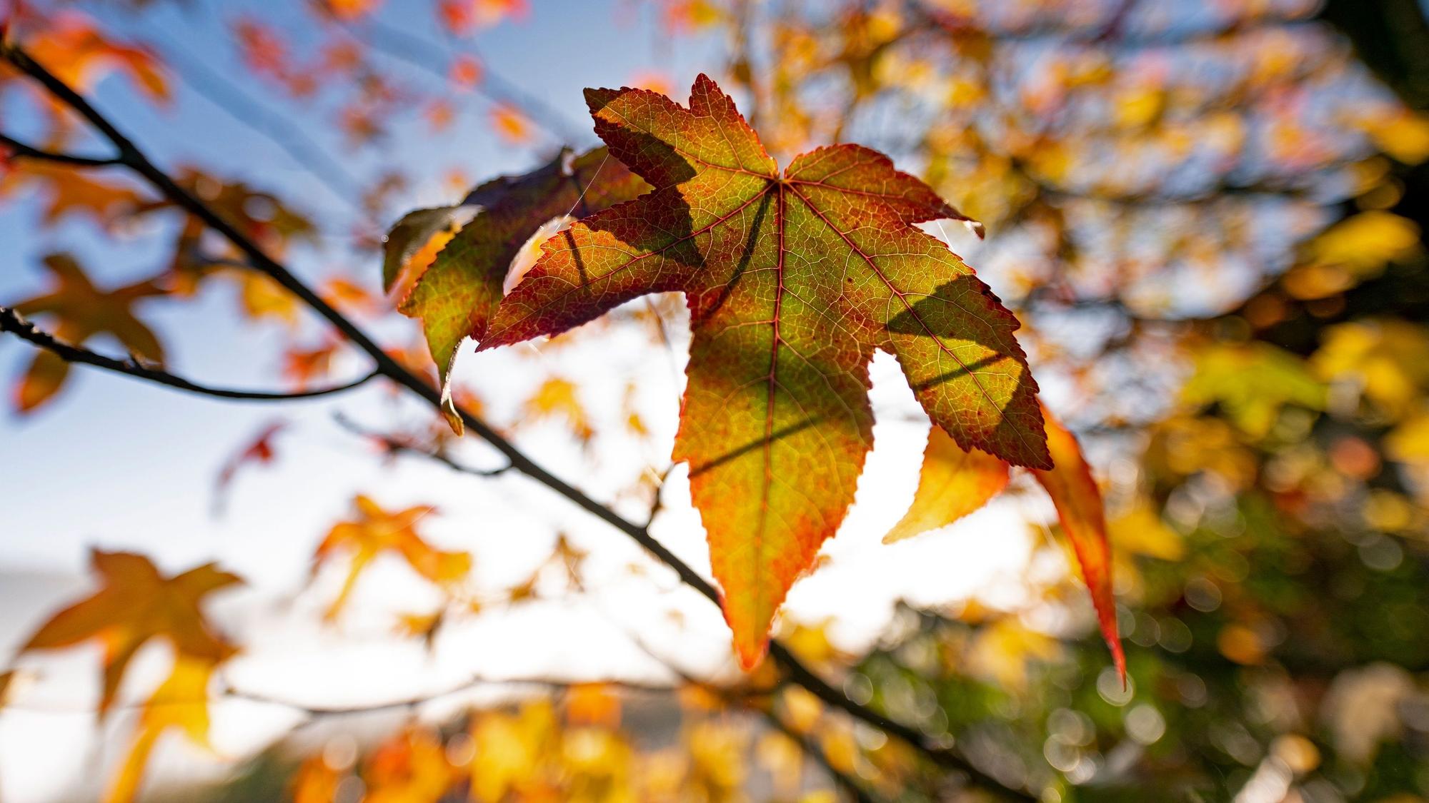 Ein Blatt leuchtet in der Sonne.