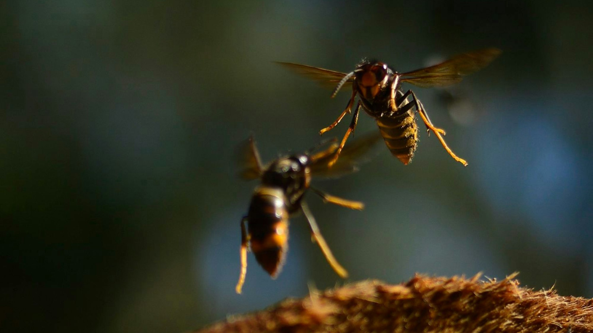 Das Bild zeigt zwei asiatische Hornissen.