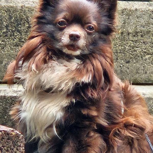 Der Hund Baily ist nach einer Gassi-Runde in der Kölner Südstadt an einem Rattengift-Köder verstorben.