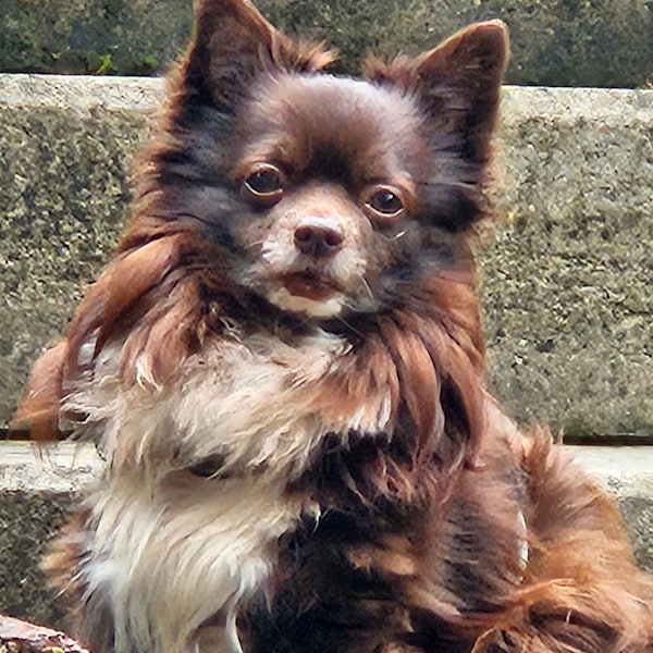 Der Hund Baily ist nach einer Gassi-Runde in der Kölner Südstadt an einem Rattengift-Köder verstorben.