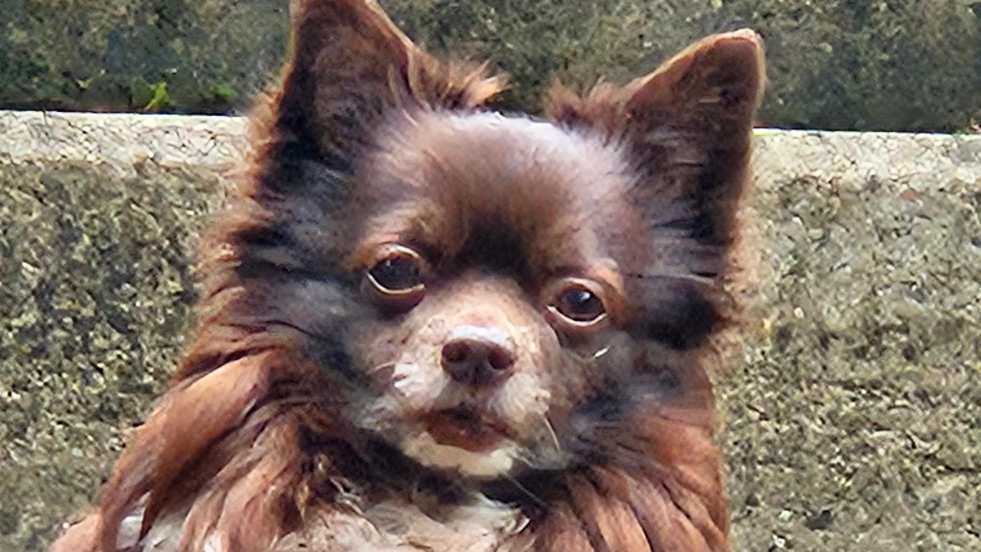 Der Hund Baily ist nach einer Gassi-Runde in der Kölner Südstadt an einem Rattengift-Köder verstorben.