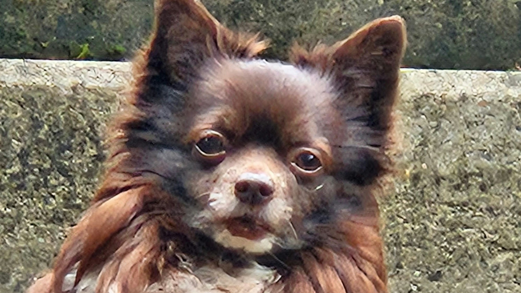 Der Hund Baily ist nach einer Gassi-Runde in der Kölner Südstadt an einem Rattengift-Köder verstorben.