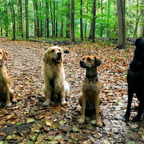 Vier Hunde sitzen nebeneinander und schauen in die Kamera.