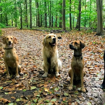 Vier Hunde sitzen nebeneinander und schauen in die Kamera.