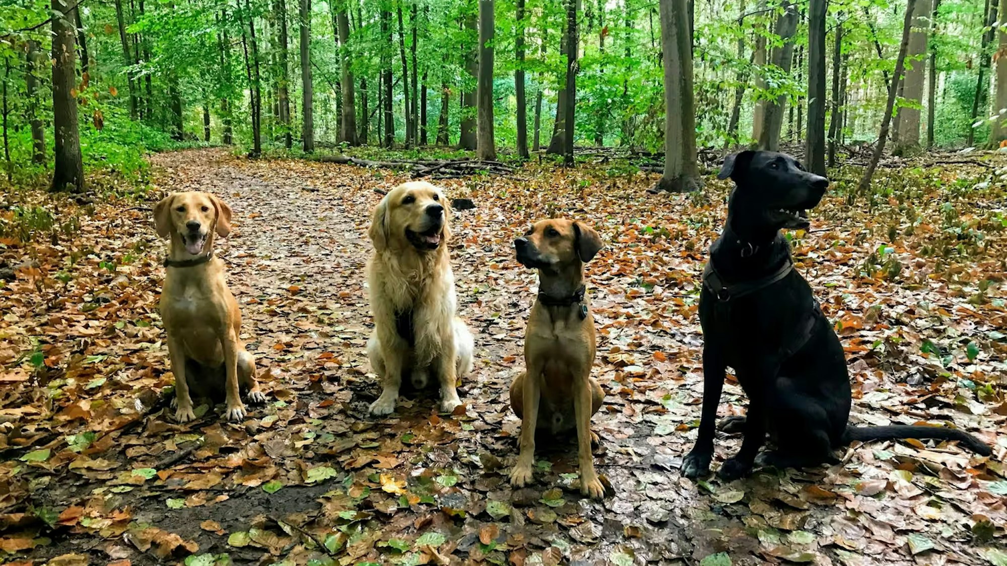 Vier Hunde sitzen nebeneinander und schauen in die Kamera.
