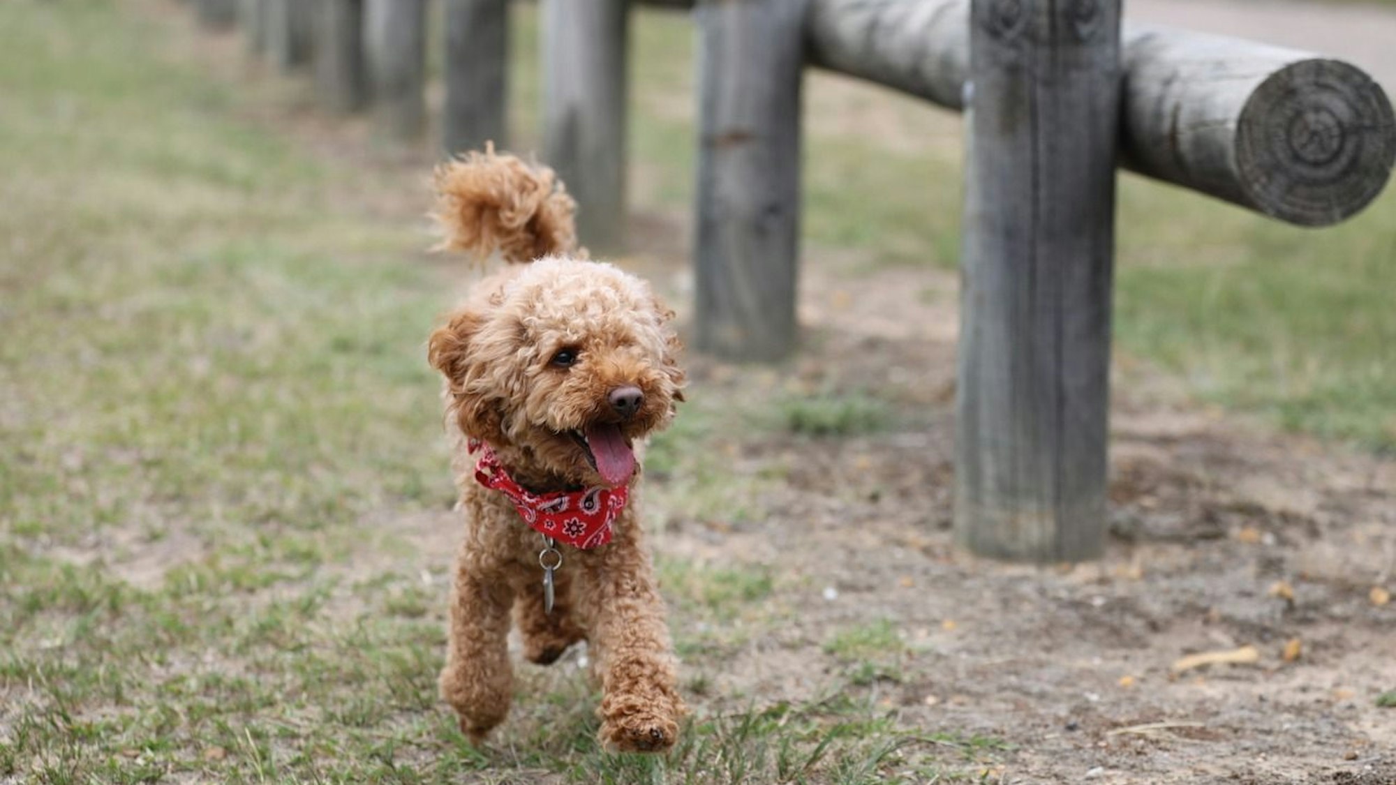 Ein Zwergpudel läuft an einem Zaun entlang.