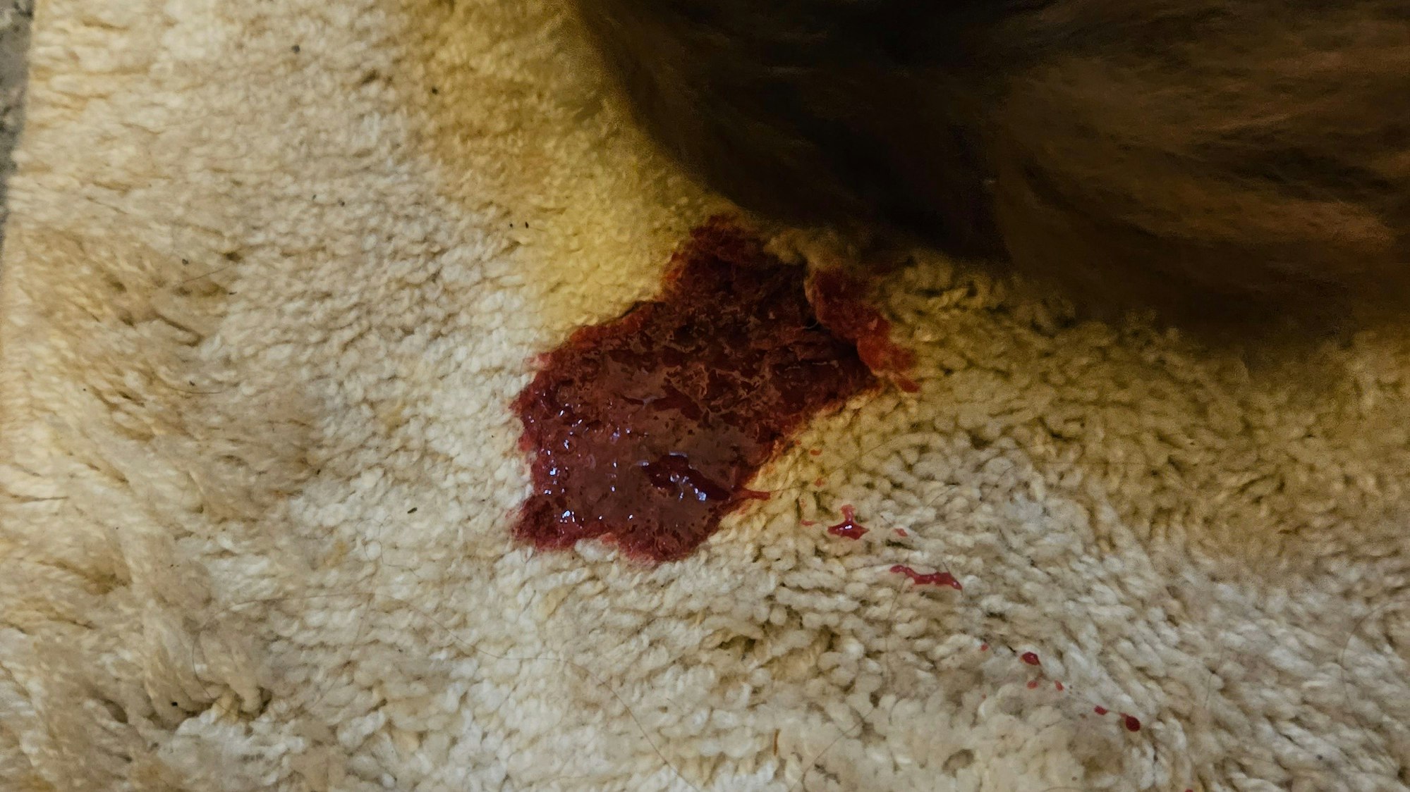 Als sie von der Arbeit nach Hause kam, fand Canradi ihren Hund blutend in ihrer Wohnung.