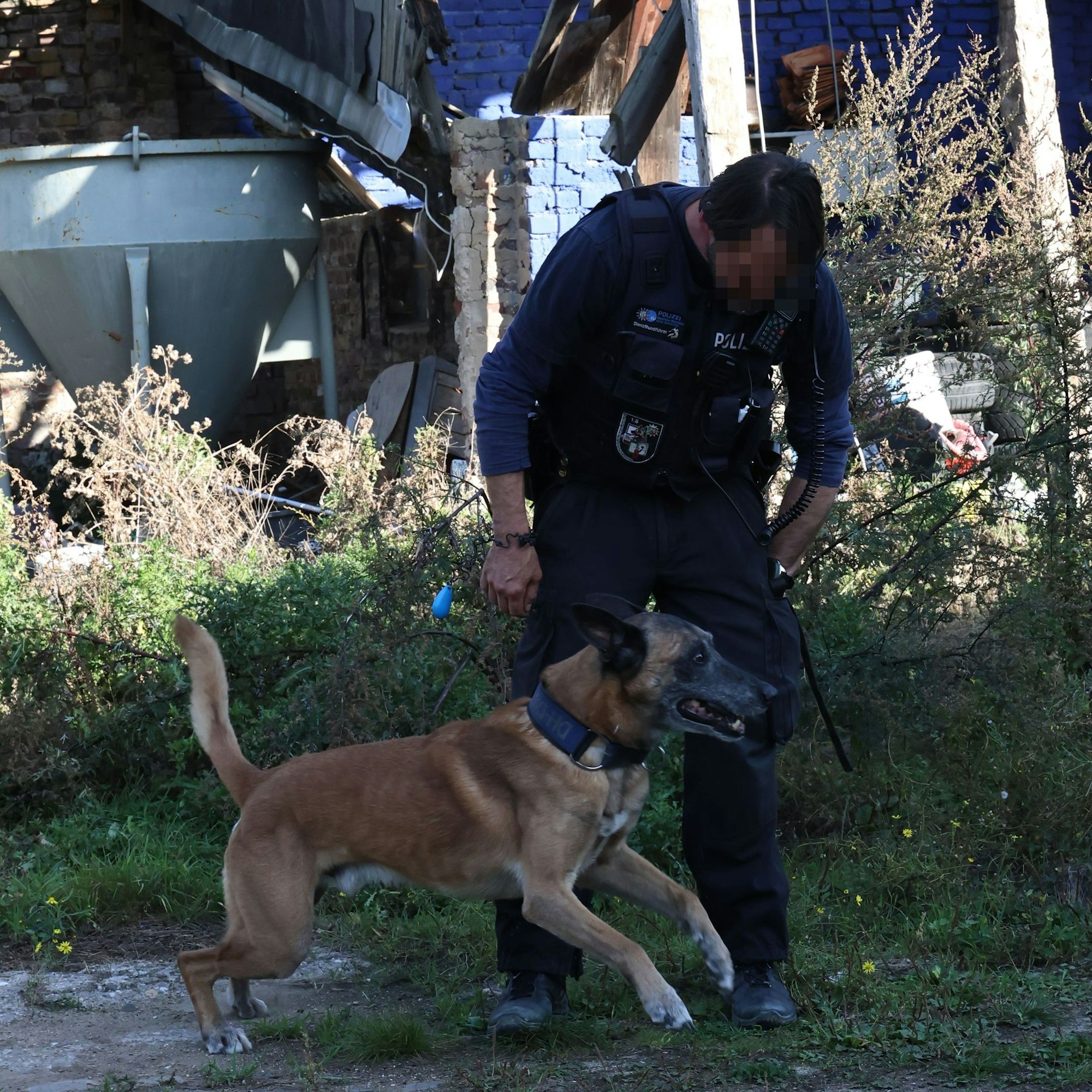 Der Diensthundeführer schickt den belgischen Schäferhund auf die Suche nach Drogen.
