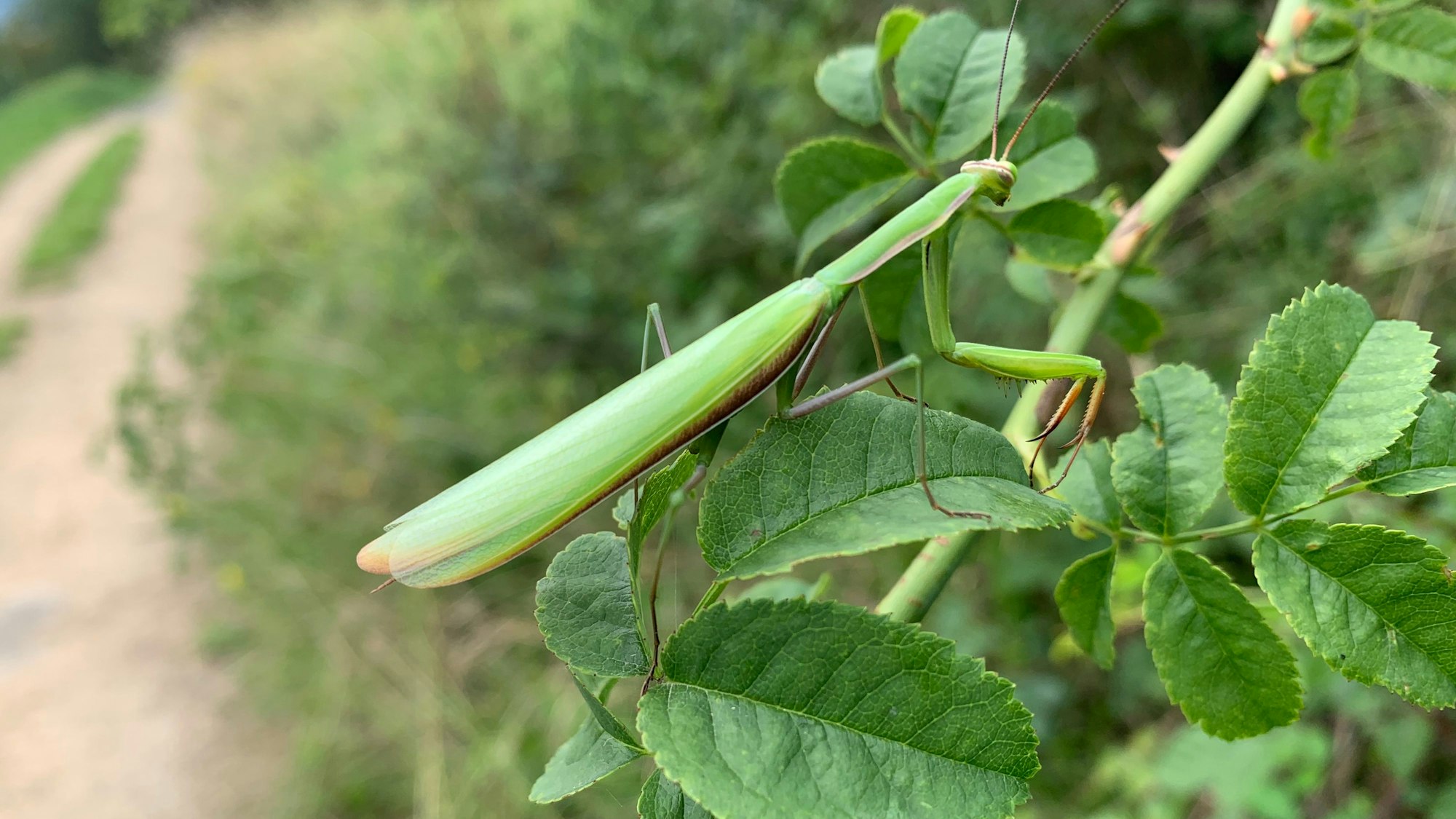 Eine Gottesanbeterin aus dem Siebengebirge.