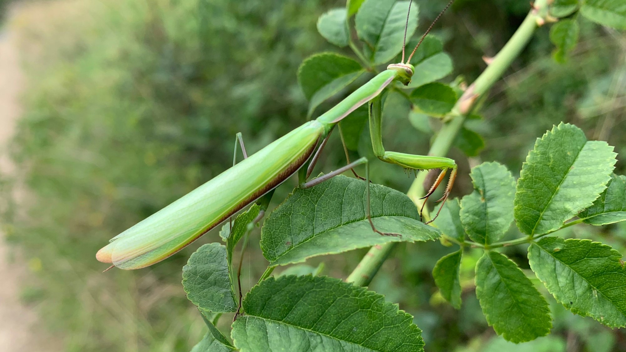 Eine Gottesanbeterin aus dem Siebengebirge.