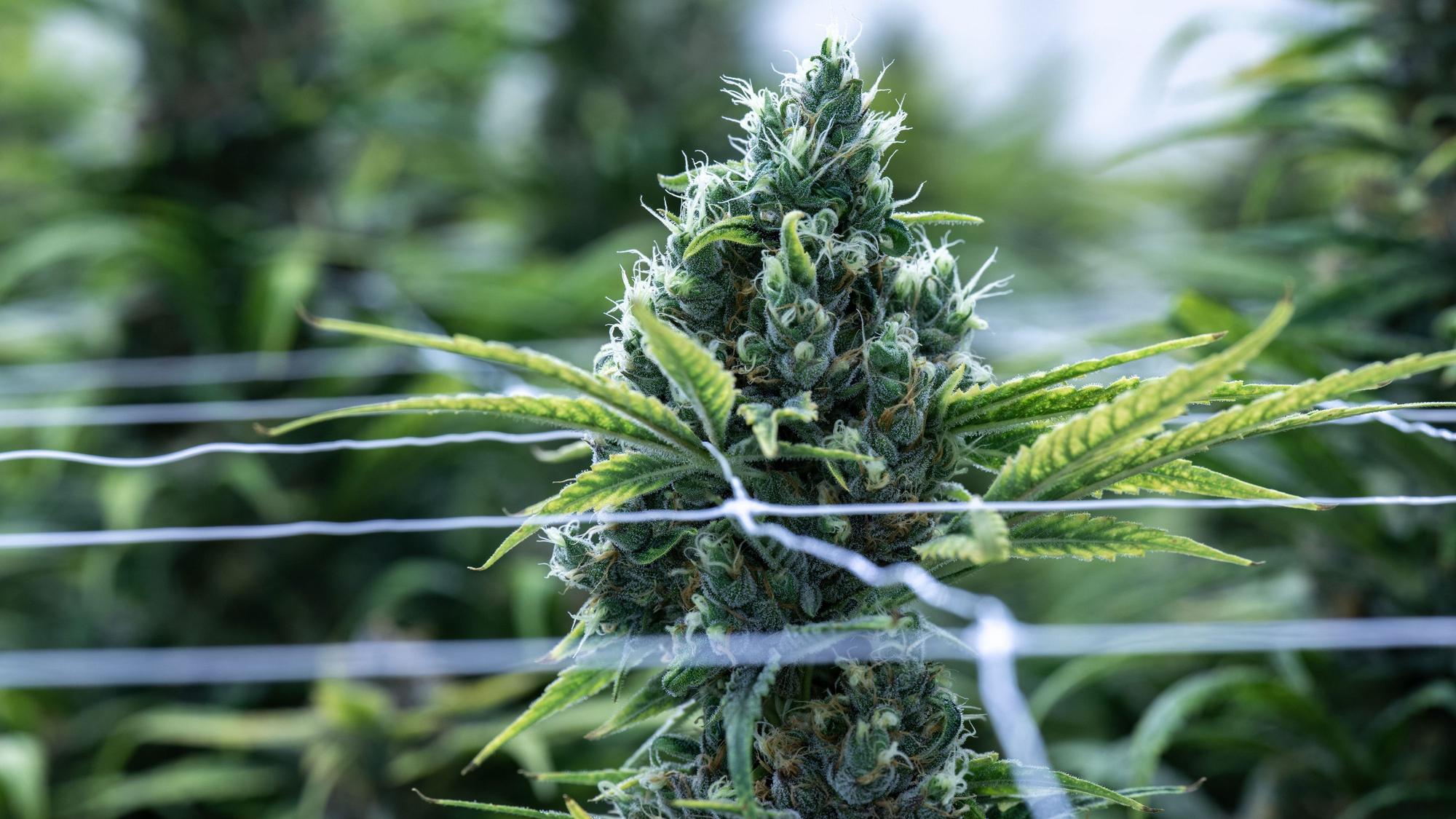 Eine Cannabispflanze wächst auf einer Plantage.
