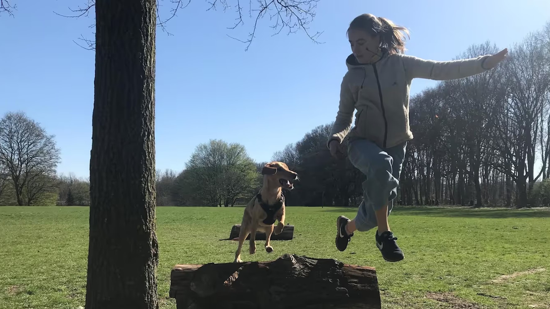 Ein Hund springt mit seiner Trainerin über einen Baumstamm